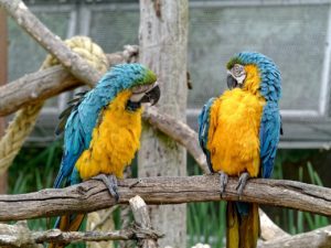 how to reach fluency in a language