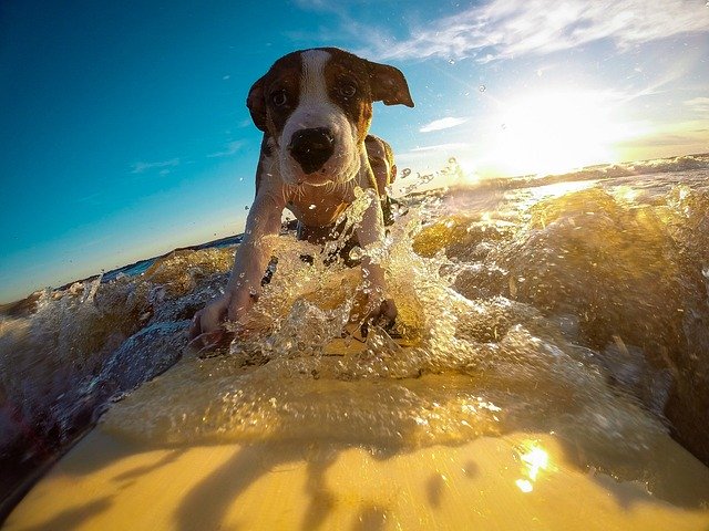 reaching fluency is almost as cool as this surfing dog