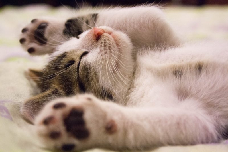 sleep helps with language learning lessons