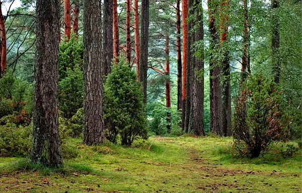 Forest is really similar in French and English, but the S is replaced by an accent mark in French