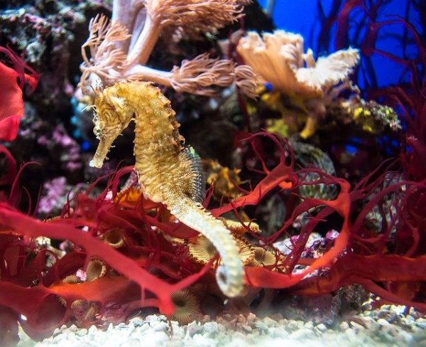 Seahorses are beautiful creatures