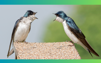 How to Master Pronunciation [8 Successful Strategies]