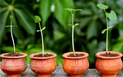 Defining Language Fluency at the Start of Your Learning Journey