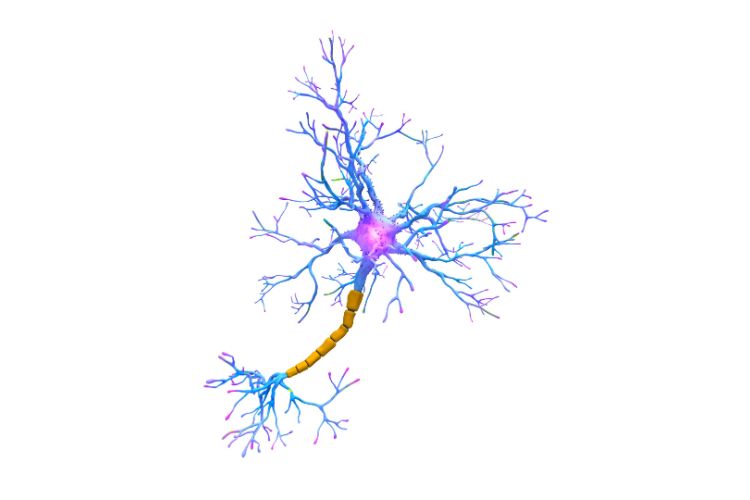 Neurogenesis